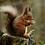 Squirell